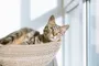 Luna asleep in a basket by the window