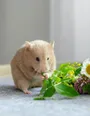 Peanut nibbling greens and wildflowers